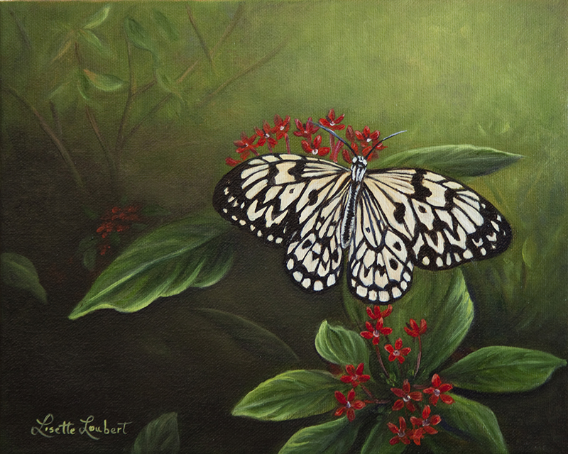 papillon Leuconé 8x10  2011